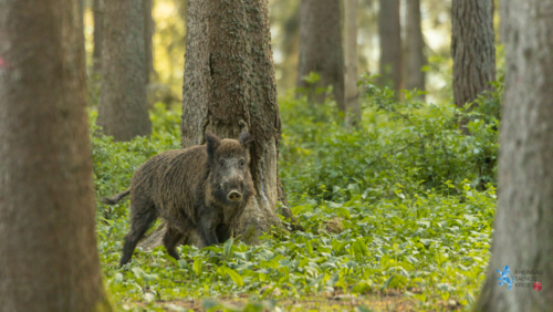 Wildschwein im Wald bei frühlingshafter Natur.